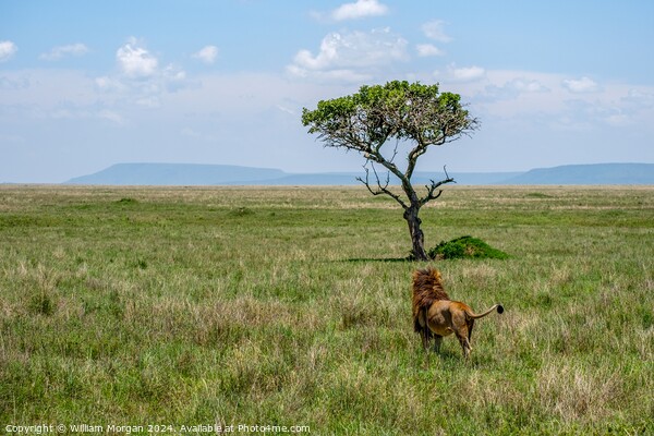 Male Lion in Awe of a Sausage Tree on the Serengeti Picture Board by William Morgan