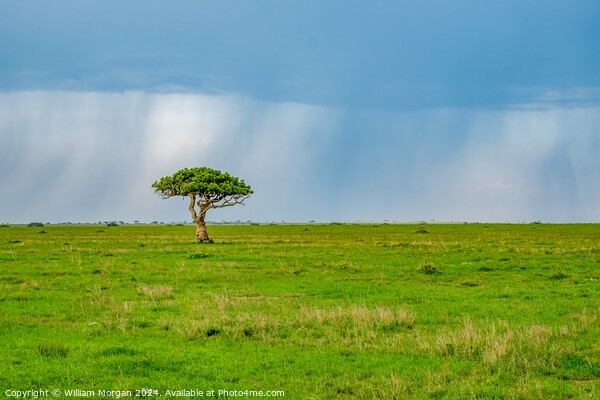Solitary Sausage Tree on the African Savanna Picture Board by William Morgan