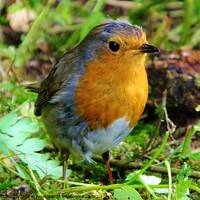 Buy canvas prints of Robin Redbreast by ANDY MORROW