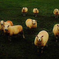 Buy canvas prints of Sheep in a field by ANDY MORROW