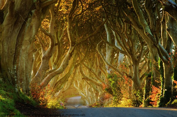 Dark Hedges Picture Board by ANDY MORROW