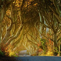 Buy canvas prints of Dark Hedges by ANDY MORROW