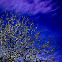 Buy canvas prints of A tree with blue sky and clouds by Dawn Francis
