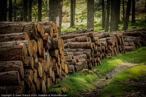Logs stacked neatly Picture Board by Dawn Francis