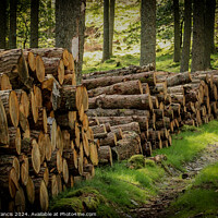 Buy canvas prints of Logs stacked neatly by Dawn Francis