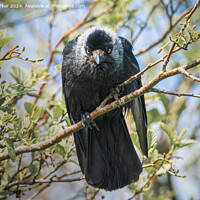 Buy canvas prints of Jackdaw - watching you watching me. by John Parker