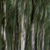 Buy canvas prints of Birch tree icm abstract in Bole Hill Quarry, England by Paul Edney