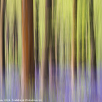 Buy canvas prints of Bluebell icm pastel blur in West Woods by Paul Edney