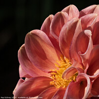 Buy canvas prints of Pink dahlia close up by Paul Edney