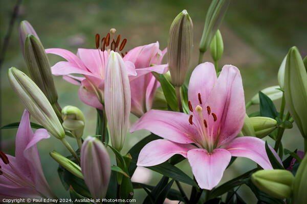 Pink lily bouquet Picture Board by Paul Edney