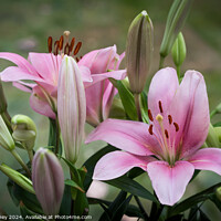 Buy canvas prints of Pink lily bouquet by Paul Edney