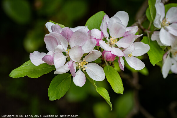 Apple blossoms  Picture Board by Paul Edney
