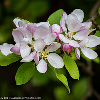 Buy canvas prints of Apple blossoms  by Paul Edney