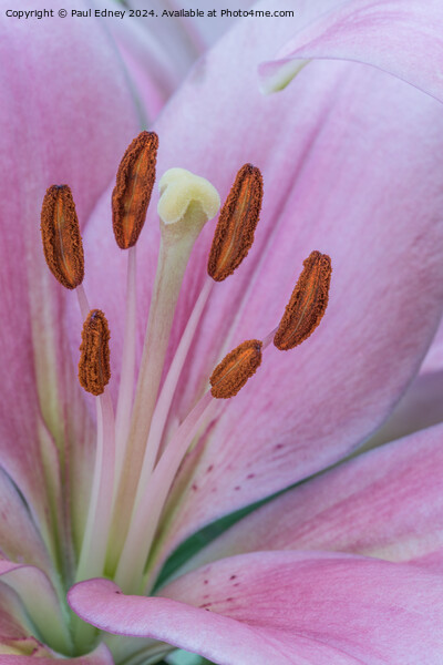 Pink Lily macro 01 Picture Board by Paul Edney