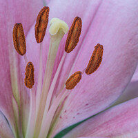 Buy canvas prints of Pink Lily macro 01 by Paul Edney