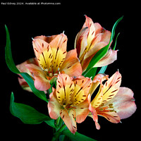 Buy canvas prints of Alstroemerias on a black background.  by Paul Edney