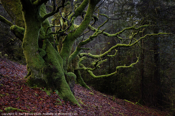 Trees covered in bright green moss on a woodland slope. Picture Board by Paul Edney