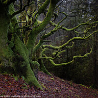 Buy canvas prints of Trees covered in bright green moss on a woodland slope. by Paul Edney