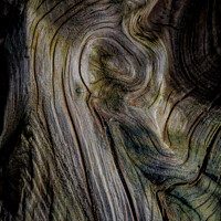 Buy canvas prints of Curves in driftwood on Ynyslas Beach, Wales by Paul Edney
