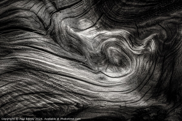 Monochrome curves in driftwood on Ynyslas Beach, W Picture Board by Paul Edney