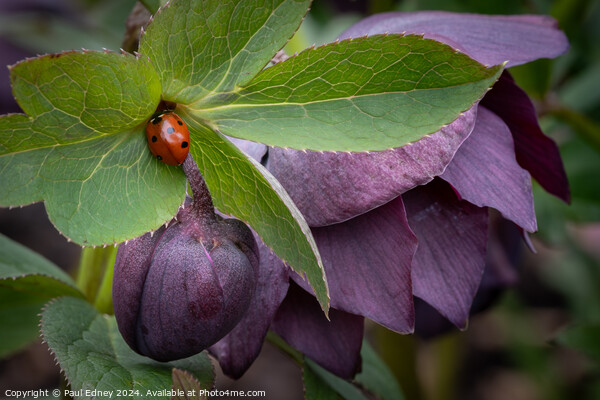 Ladybird visiting purple hellebore Picture Board by Paul Edney