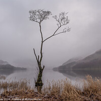Buy canvas prints of Lone tree in misty Buttermere, Lake District, Engl by Paul Edney