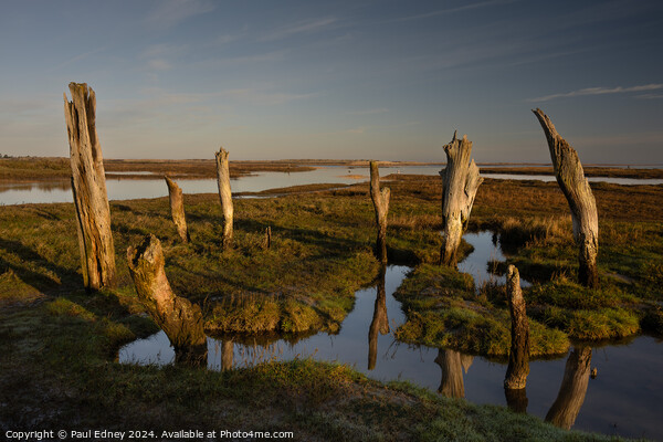 Weathered tree stumps at Thornham Picture Board by Paul Edney
