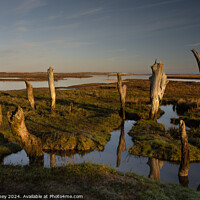 Buy canvas prints of Weathered tree stumps at Thornham by Paul Edney