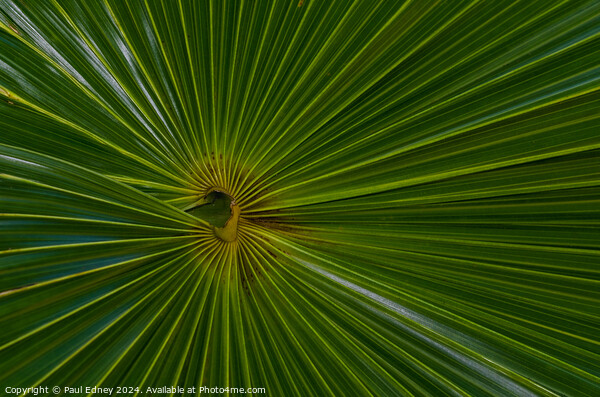 Thatch palm abstract Picture Board by Paul Edney