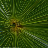 Buy canvas prints of Thatch palm abstract by Paul Edney