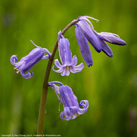 Buy canvas prints of Flowering bluebell stem with resident spiders. by Paul Edney