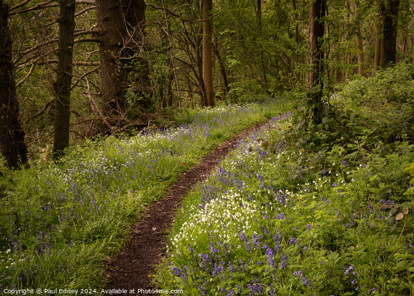 Curving woodland path flanked by bluebells and white anemones. Picture Board by Paul Edney