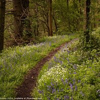 Buy canvas prints of Curving woodland path flanked by bluebells and white anemones. by Paul Edney