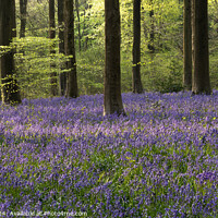Buy canvas prints of Bluebells and bright green tree growth by Paul Edney