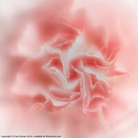 Buy canvas prints of Abstract soft focus pink carnation  by Paul Edney