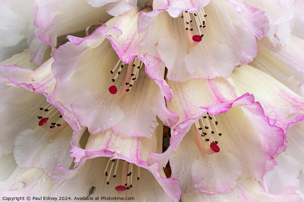 Rhododendron flowers close up Picture Board by Paul Edney