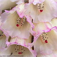 Buy canvas prints of Rhododendron flowers close up by Paul Edney