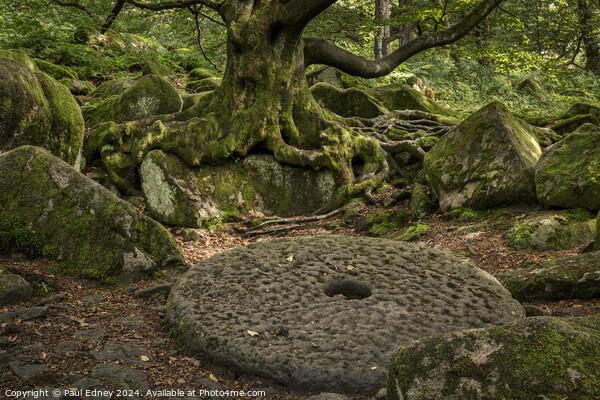 Abandoned mill stone in Padley Gorge in the Peak District Picture Board by Paul Edney
