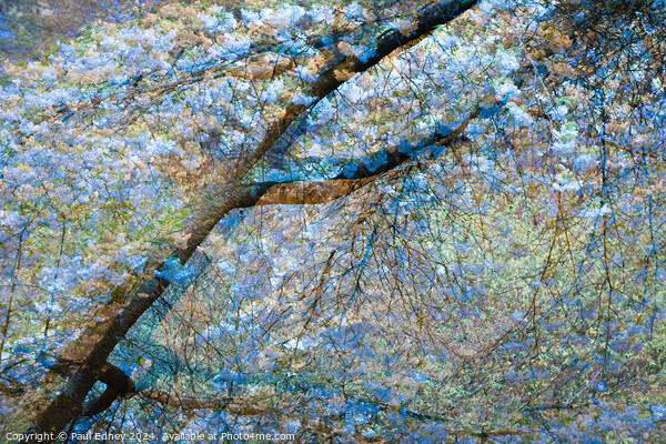 Multiple exposure tree blossom in blue and yellow Picture Board by Paul Edney