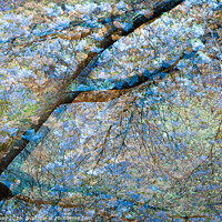 Buy canvas prints of Multiple exposure tree blossom in blue and yellow by Paul Edney