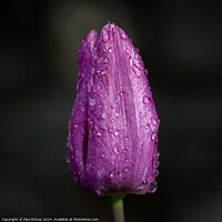 Buy canvas prints of Portrait of a purple tulip with rain drops by Paul Edney