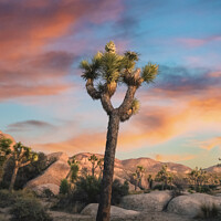 Buy canvas prints of Joshua Tree at Sunset by Tom Windeknecht