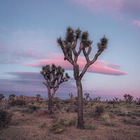 Buy canvas prints of Dreamy Pastel Sunset in Joshua Tree by Tom Windeknecht