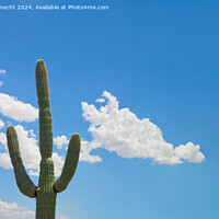 Buy canvas prints of Lonely Saguaro by Tom Windeknecht