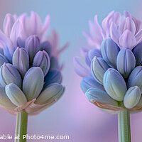Buy canvas prints of A close up of four lavender flower stems in vibrant pink and purple. by Stephen Hippisley