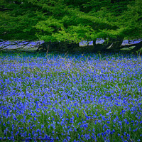 Buy canvas prints of English Bluebells with Oak. by Phil Brown