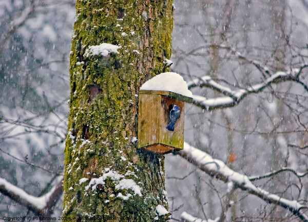 Blue tit on nesting box in the snow Picture Board by Phil Brown