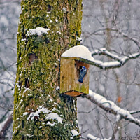 Buy canvas prints of Blue tit on nesting box in the snow by Phil Brown