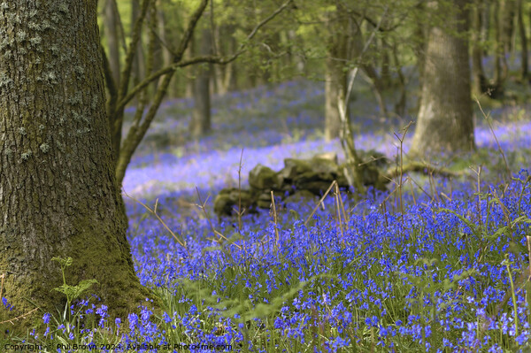 Bluebells in the Lake District Picture Board by Phil Brown
