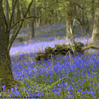 Buy canvas prints of Bluebells in the Lake District by Phil Brown